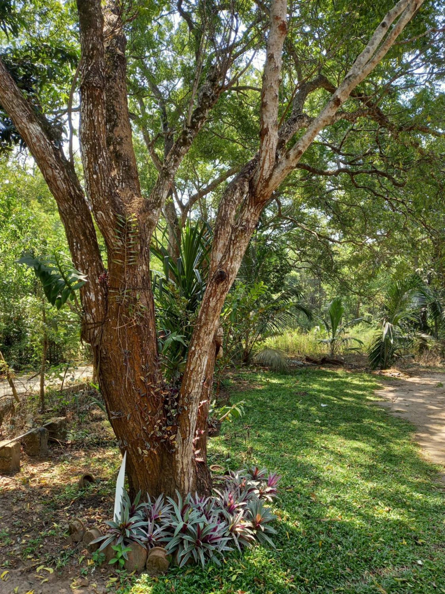 Silent Peacock Villa And Peacock Cafe Tangalle Dış mekan fotoğraf